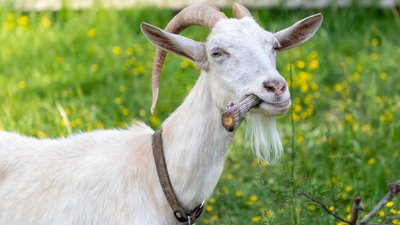 Некачественные продукты смогут направлять на корм животным