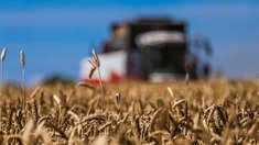 Свыше 1 млн тонн пшеницы намолочено в Липецкой области
