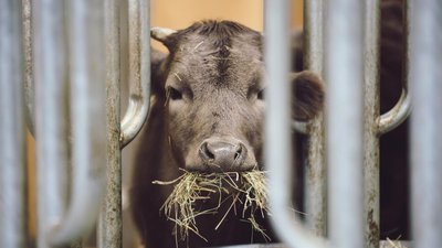 Минсельхоз разработал ветправила для предотвращения распространения кампилобактериоза
