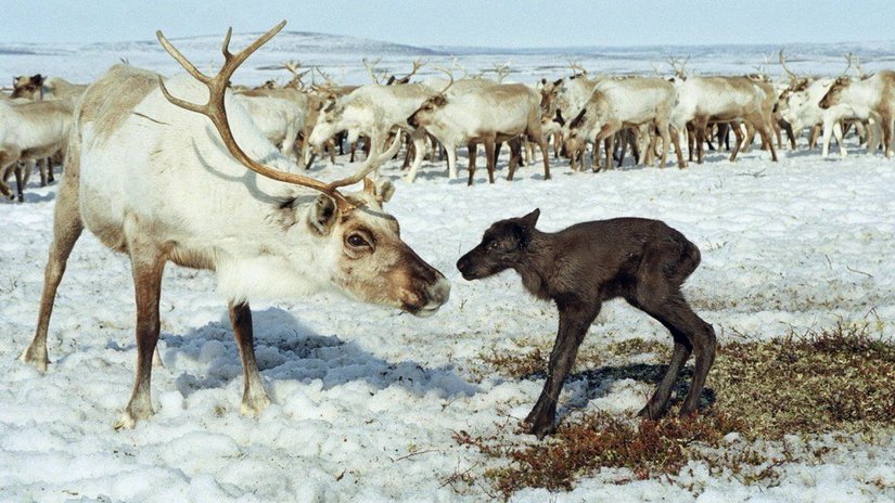 На Ямале начался массовый отел северных оленей