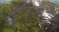 Производство товарной рыбы в Ярославской области за год увеличилось на треть