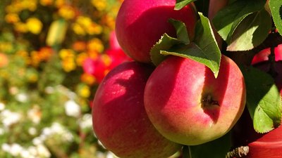 Производство плодово-ягодной продукции в Саратовской области увеличилось более чем на 27%