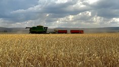 Аграрии Красноярского края приступили к уборке урожая