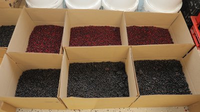 Сельхозкооператив в Новосёловском районе Красноярского края выиграл грант на закуп и переработку дикоросов