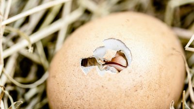 В России создали исследовательский комплекс для определения пола птицы в эмбрионе яйца