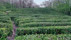 Выпуск чая на Кубани в первом квартале вырос на 3,5%