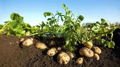 Аграрии Саратовской области завершили уборку картофеля с ростом урожая до 132,2 тыс. тонн