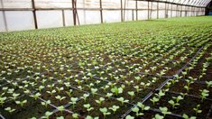 Фермер из Ивановской области вырастит 500 тыс. саженцев капусты к посевной