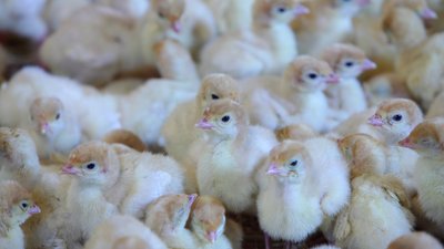 В Ростовской области промышленное производство мяса индейки увеличилось на 7%