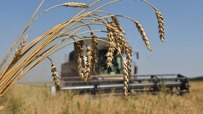 В 2023 году урожай зерновых в ДНР увеличился на 4,1%