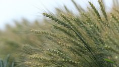 Поставки агропрома Московской области в Китай уже в октябре превысили прошлогодний уровень