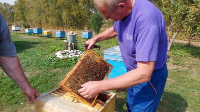 В Кузбассе активно развивается пчеловодство