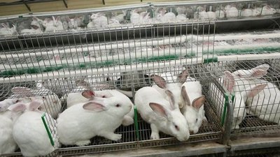 Более 35 тыс. кроликов разводят в Подмосковье
