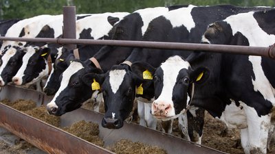 Животноводы Кузбасса и Алтая будут заниматься селекцией крупного рогатого скота и лошадей