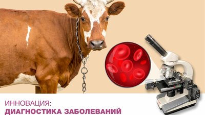 Чувашский ГАУ представил проект «Гемоскан» в финале конкурса «Еда будущего» Агентства инноваций Москвы
