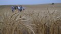 Грант до 7 млн рублей для ветеранов СВО на развитие животноводства и сельхозпроизводства