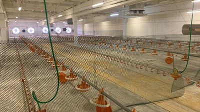 Новый инвестиционный проект реализуется на птицефабрике в Саратовской области