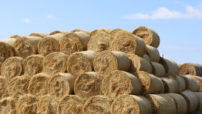Заготовка кормов для КРС продолжается в Липецкой области