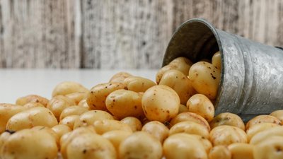 В Дагестане идет посадка картофеля и овощей