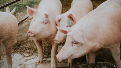 Производство скота и птицы на убой в Ивановской области выросло на 12%