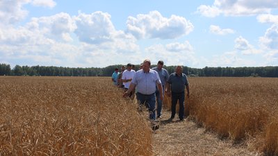 В Новосибирской области в 2024 году посевы кукурузы и сои выполнены полностью из отечественных семян
