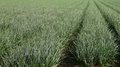 Овощеводы Ставрополья получают хороший урожай лука