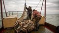 С начала года свыше 4,9 тыс. тонн рыбы выловлено в Новосибирской области