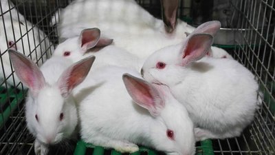 Липецкая область входит в число регионов-лидеров по производству продукции кролиководства