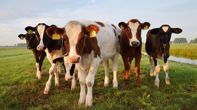 В России пропишут требования к импортной племенной продукции