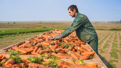 В Ивановской области увеличилось производство овощей
