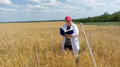 Специалисты филиала «Донецкий» Россельхозцентра провели фитосанитарный мониторинг полей ДНР 