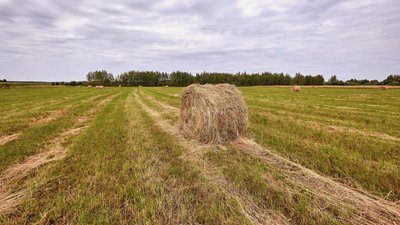 Травы на корм скоту в Тверской области скошены на 90,5% площади