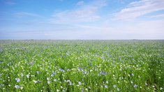 Посевы льна в России остаются выше пятилетних уровней