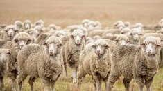 В Саратовской области развивается овцеводство