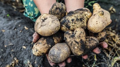 Уборка картофеля и овощей открытого грунта продолжается в Липецкой области 
