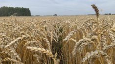 Производство круп в Тюменской области выросло на 24,4%