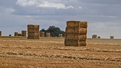 В Подмосковье на 70% заготовлены корма для животных