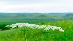 Дачникам могут грозить штрафы за борщевик и сорняки на участке