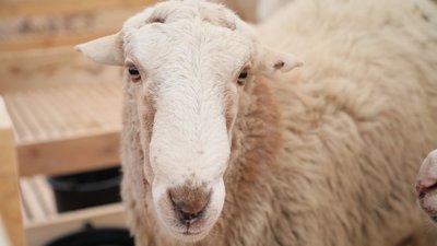 Ставропольские овцеводы принимают участие XXIII Российской выставке племенных овец и коз в Республике Дагестан