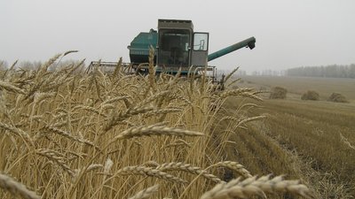 Урожайность зерновых культур в Забайкалье превышает прошлогодний уровень