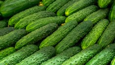 В Республике Алтай за месяц огурцы подешевели на 37,9%