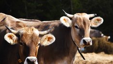 Ветераны СВО могут получить грант "Агромотиватор" на развитие собственного агробизнеса