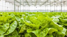 Более 50 тыс. тонн тепличных овощей и салатов вырастили в Липецкой области