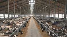 В Московской области строят крупный животноводческий комплекс на 3 тысячи фуражных коров