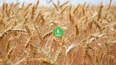 В 2026 году в Брянской области во ФГИС «Зерно» внесены сведения о 20,7 тыс. т продуктов зернопереработки