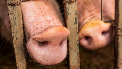 В сельхозорганизациях Бурятии производство скота и птицы на убой выросло на 37,8%