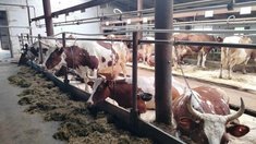 Хозяйство из Новгородской области подтвердило статус племенного репродуктора