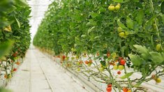 Минсельхоз России планирует возобновить льготное кредитование строительства теплиц