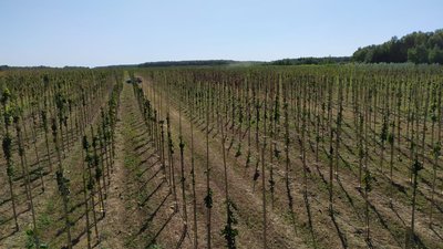 В Московской области построят новый питомник декоративных растений