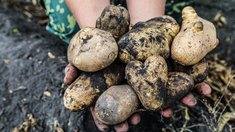 В Липецкой области начался сбор урожая картофеля